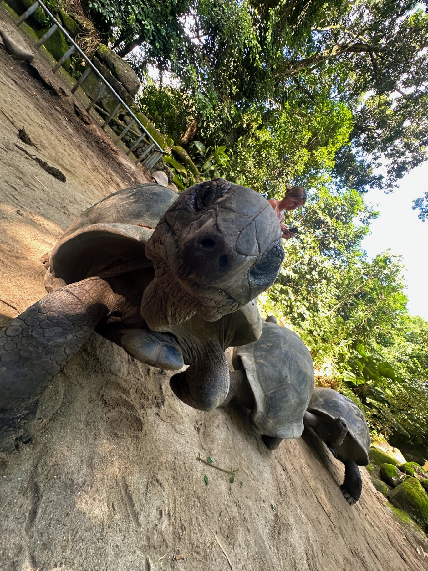 Giant tortoises in the Seychelles
