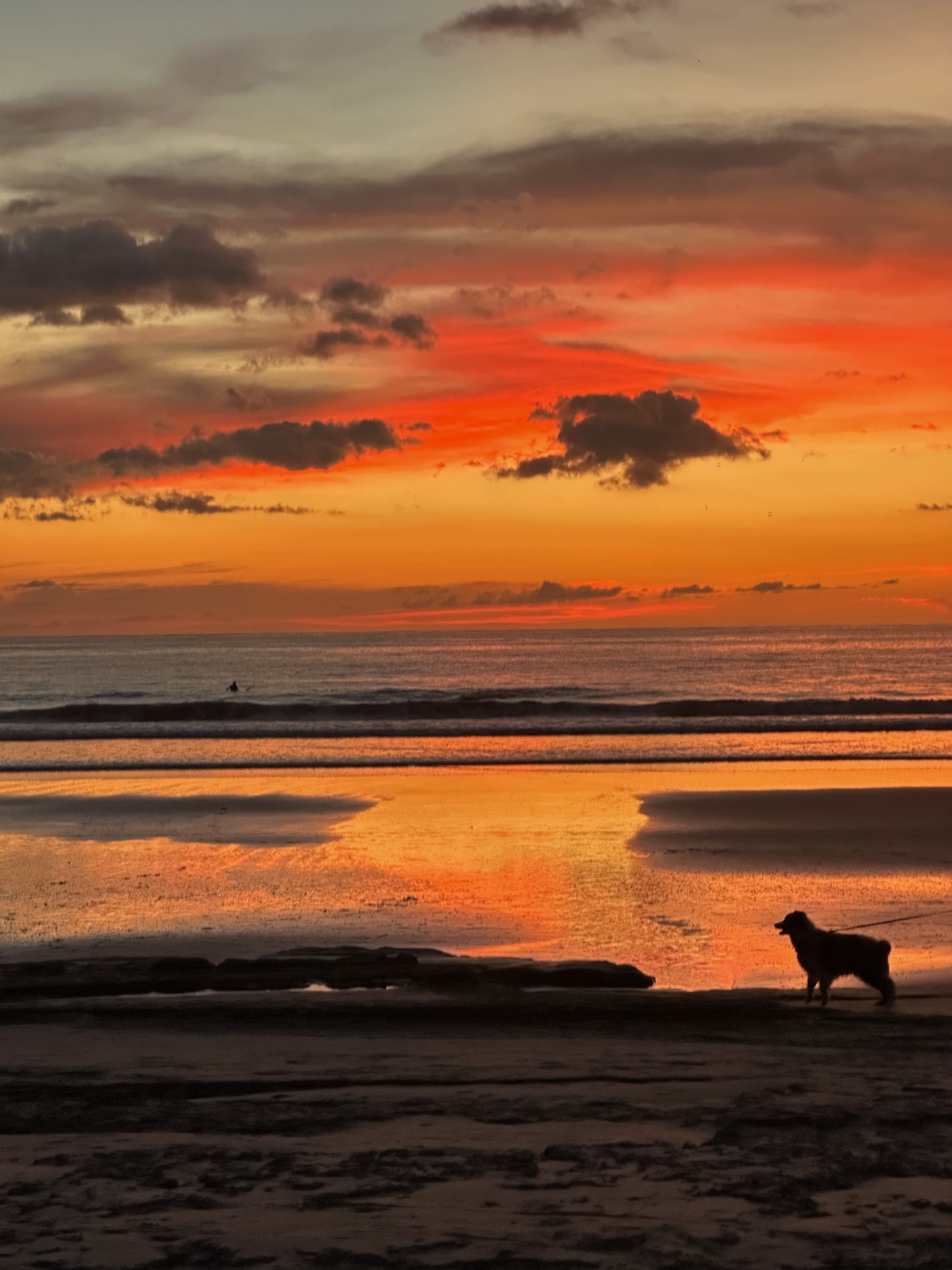 Dog on the beach at sunset