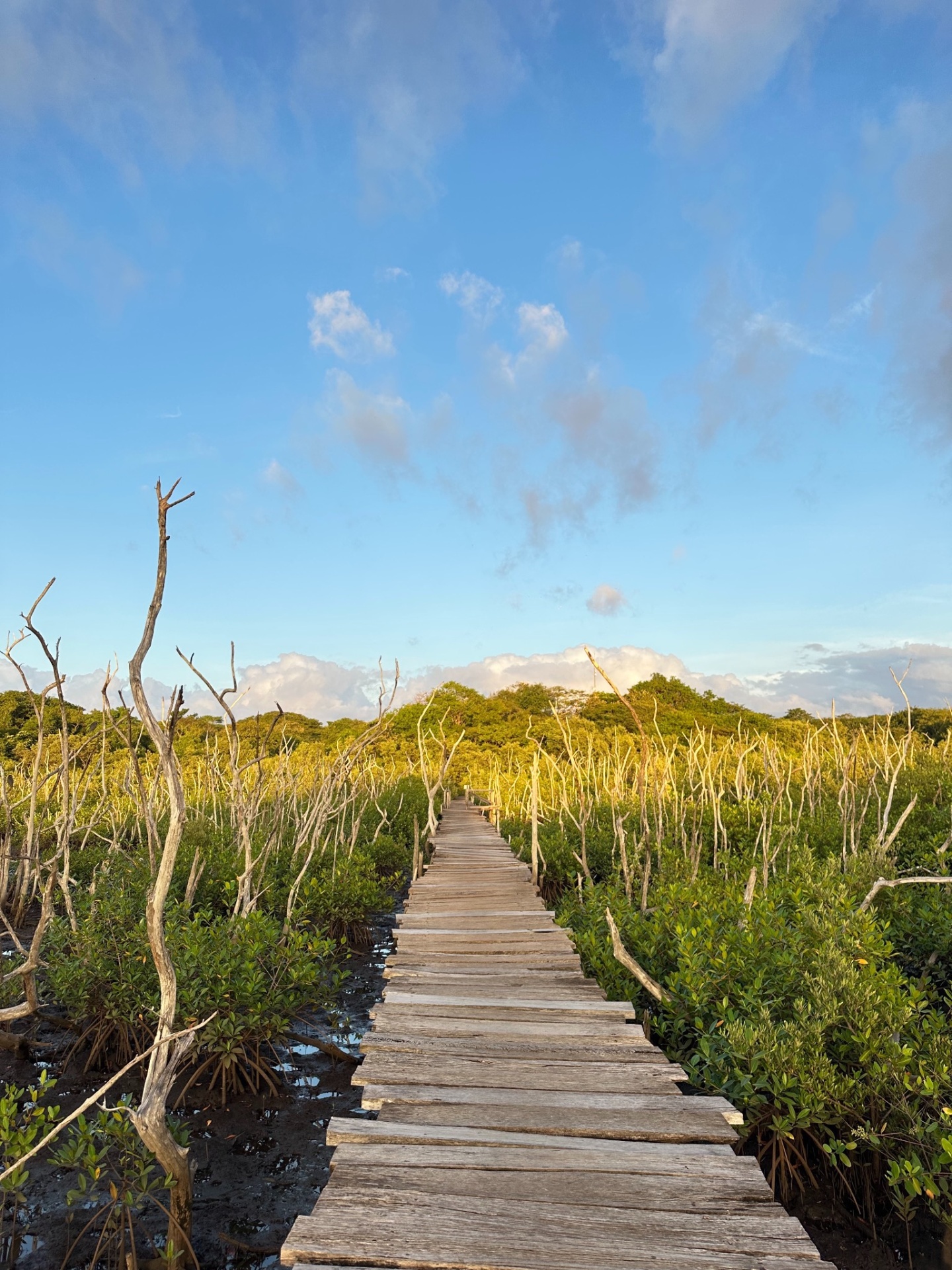 Wooden boardwalk through mangroves