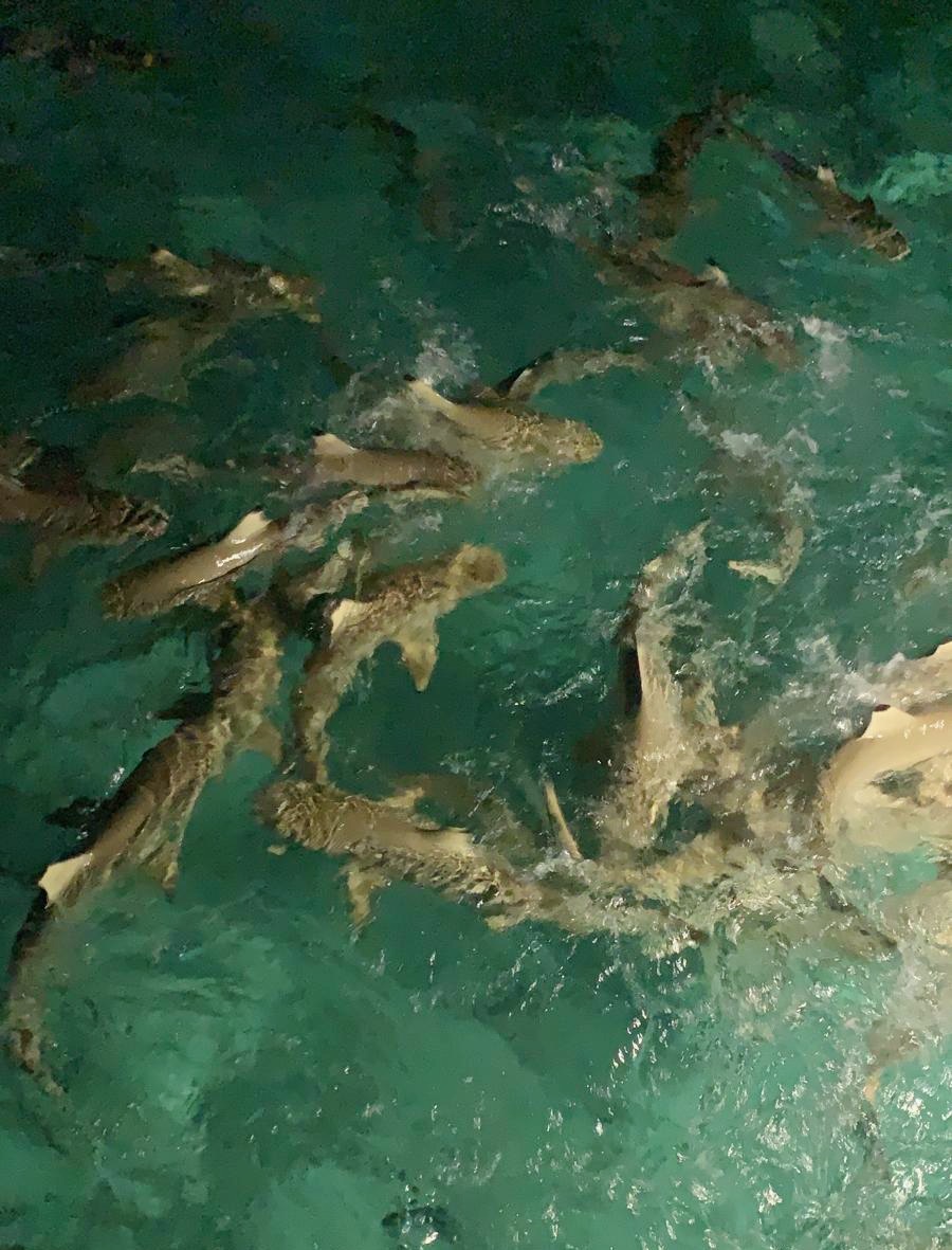 Sharks in turquoise water