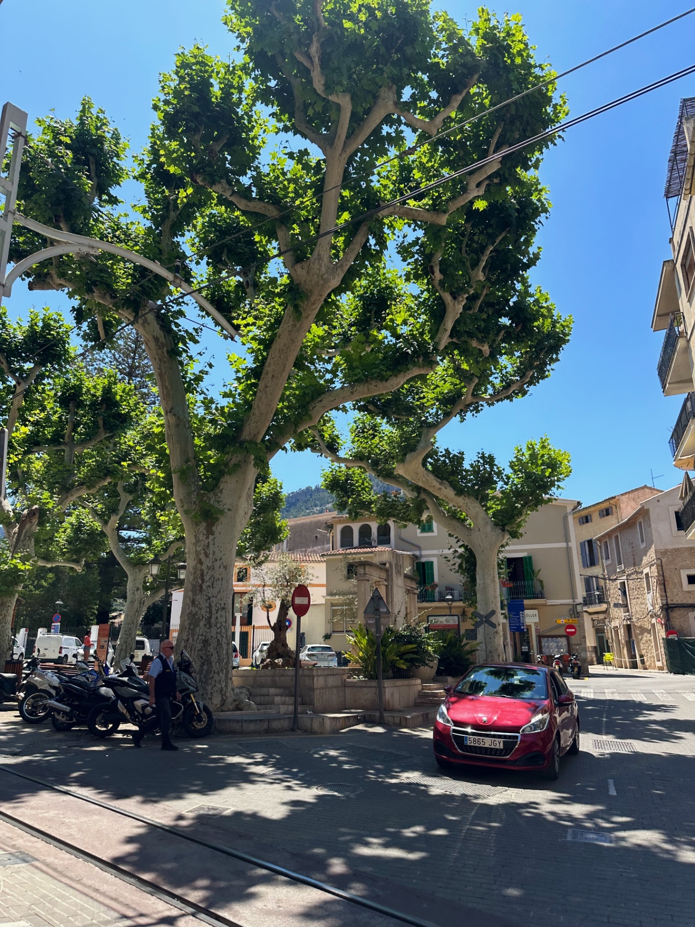Plane trees in the main plaza of Sóller